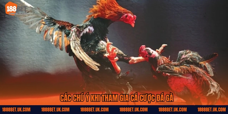 Các chú ý khi tham gia cá cược đá gà
