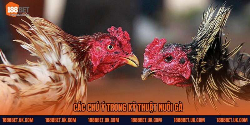Các chú ý trong kỹ thuật nuôi gà