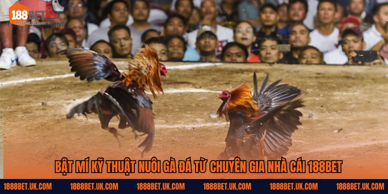 Kỹ Thuật Nuôi Gà Đá Từ 188Bet – Bí Quyết Tạo Ra Gà Vô Địch