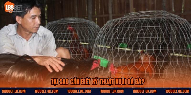 Tại sao cần biết kỹ thuật nuôi gà đá?