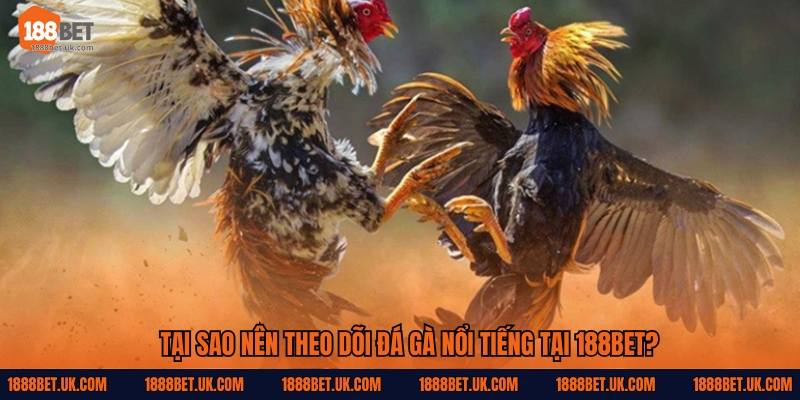 Tại sao nên theo dõi đá gà nổi tiếng tại 188Bet?