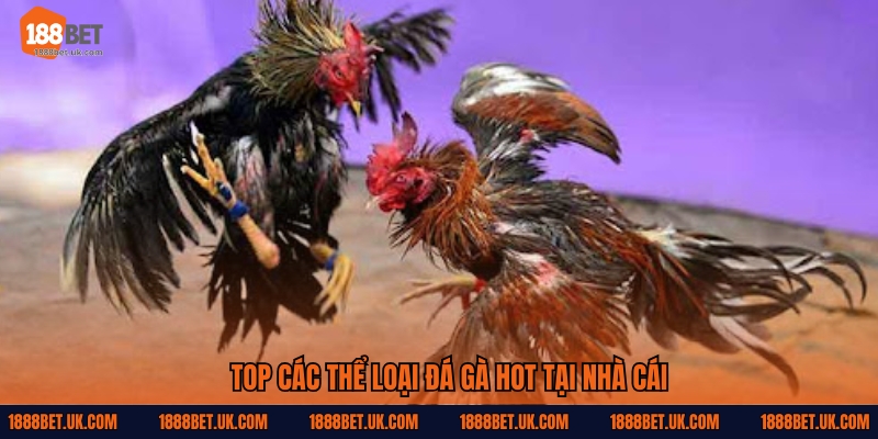 Top các thể loại đá gà hot tại nhà cái